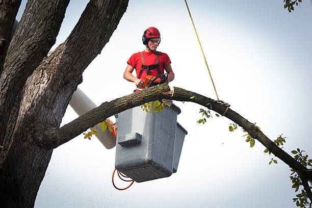 How Our Tree Care Process Works  in  Sharon, PA